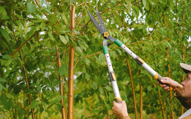 Tree trimming in Bolt, WV