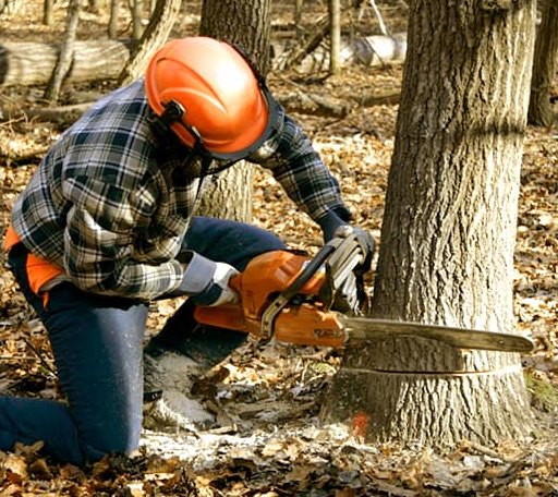 Tree Removal in Bolt, WV